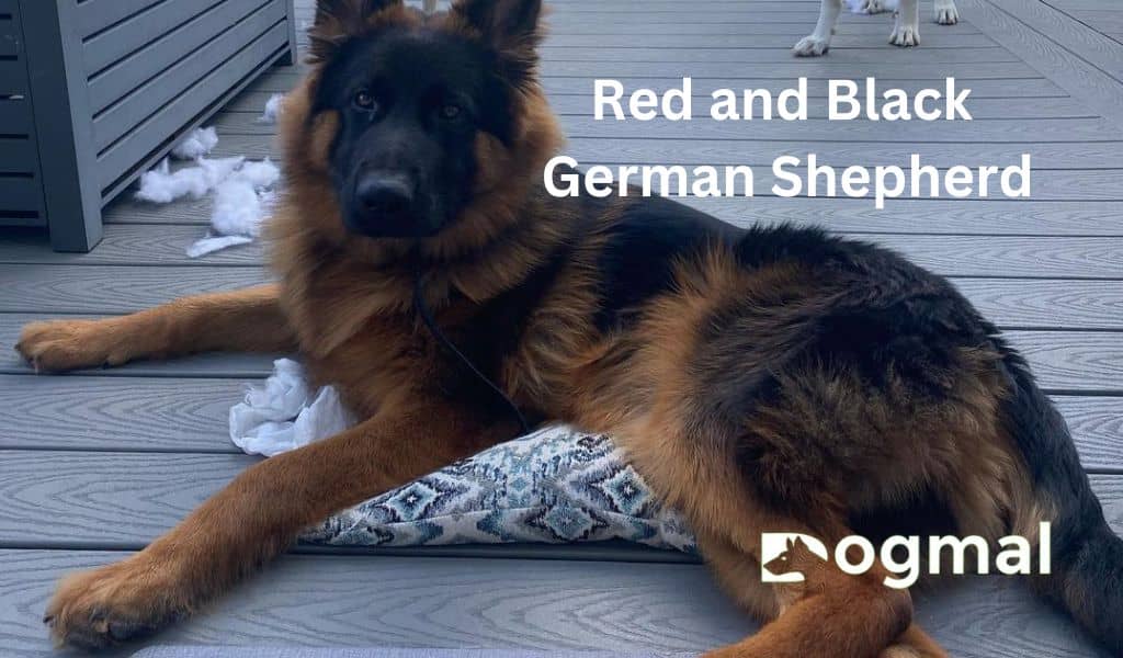 Red and black German Shepherd
