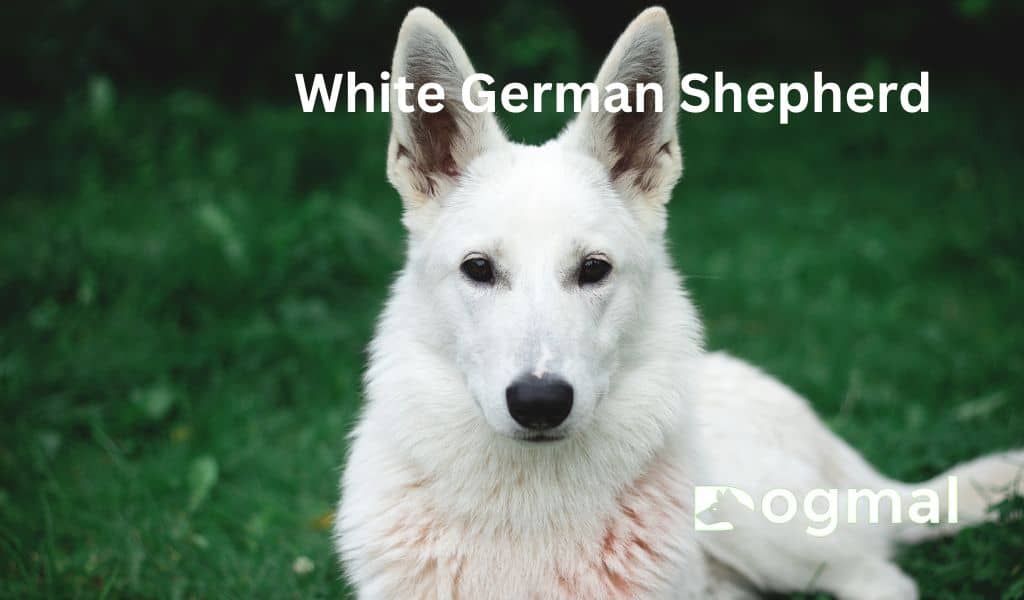 White German Shepherd