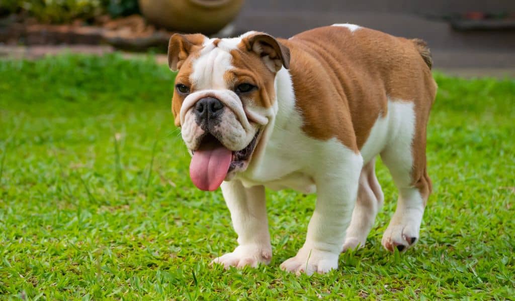 english bulldog