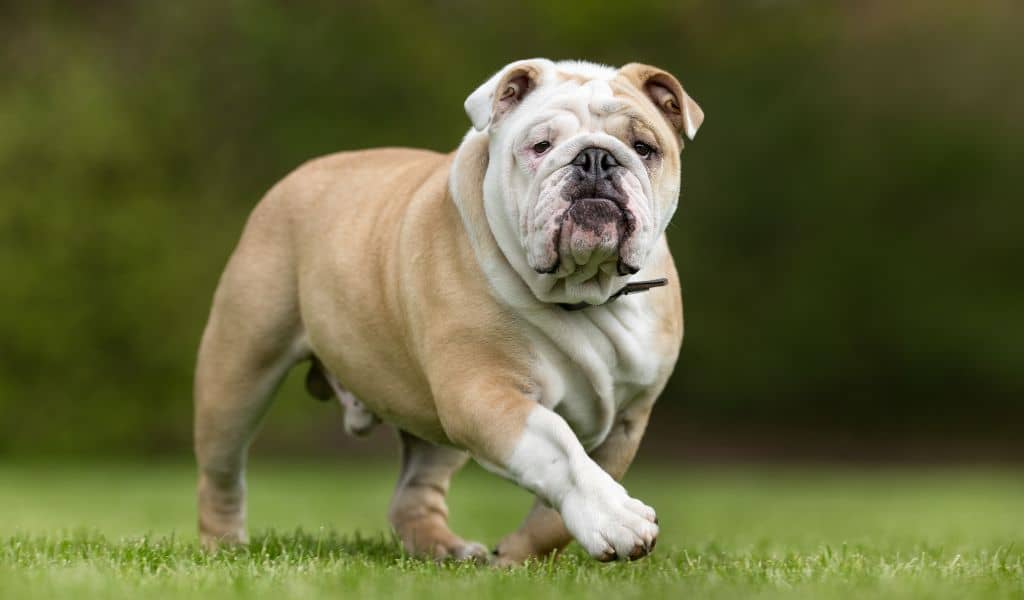 english bulldog breed