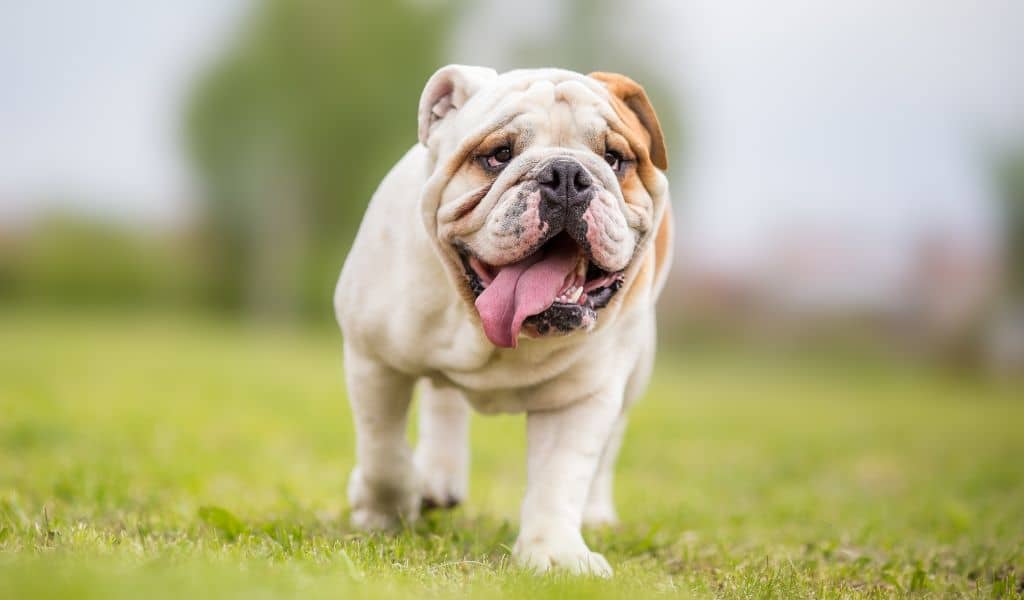 english bulldog breed