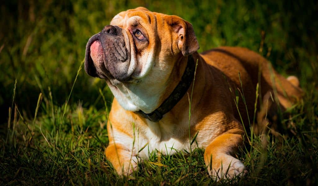 english bulldog