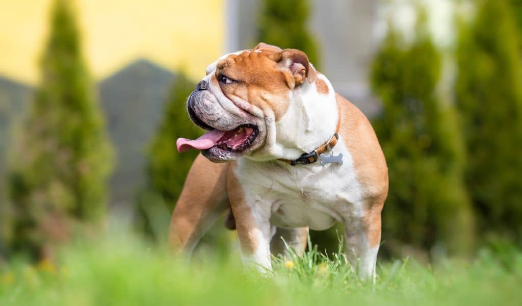 english bulldog