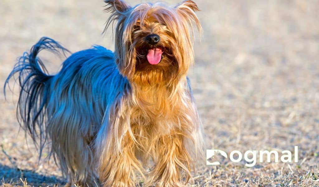 yorkshire terrier breed