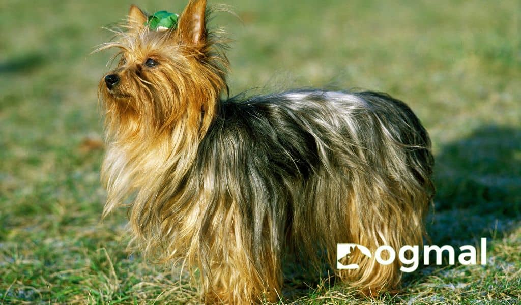 yorkshire terrier dog care