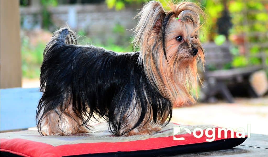 yorkshire terrier dogs