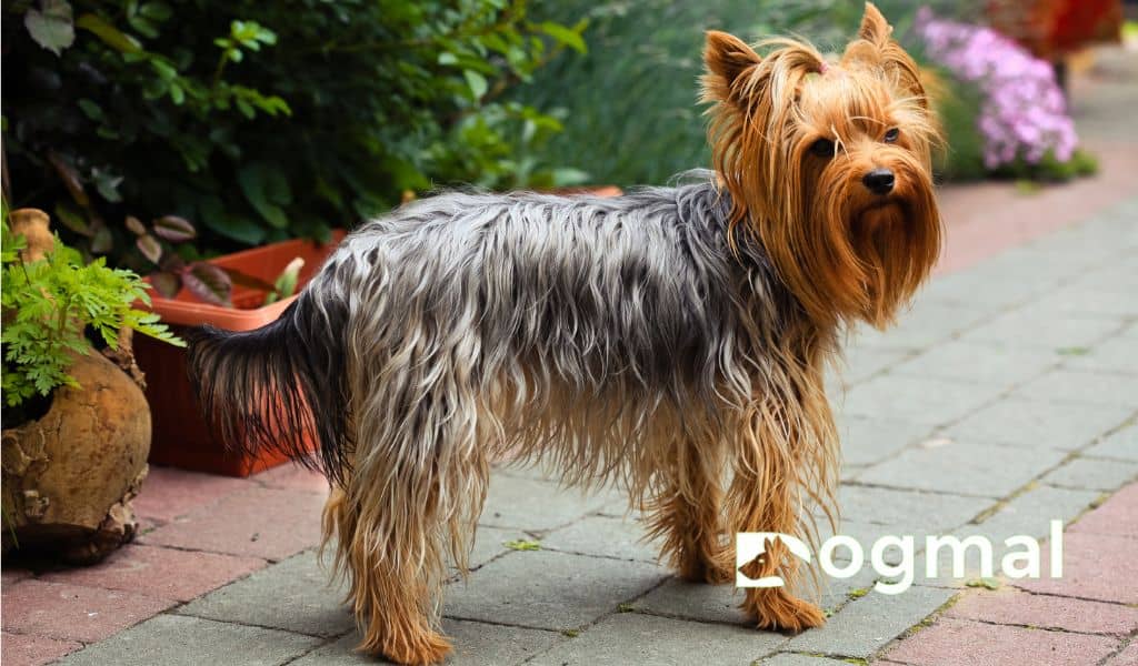 yorkshire terrier dogs