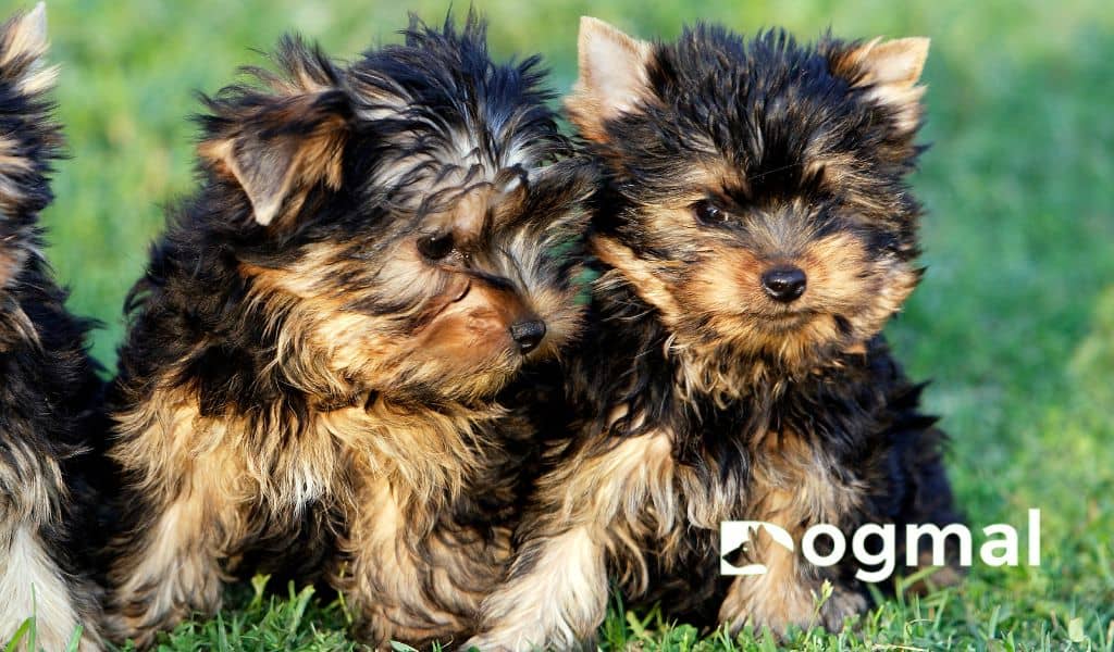 yorkshire terrier puppies