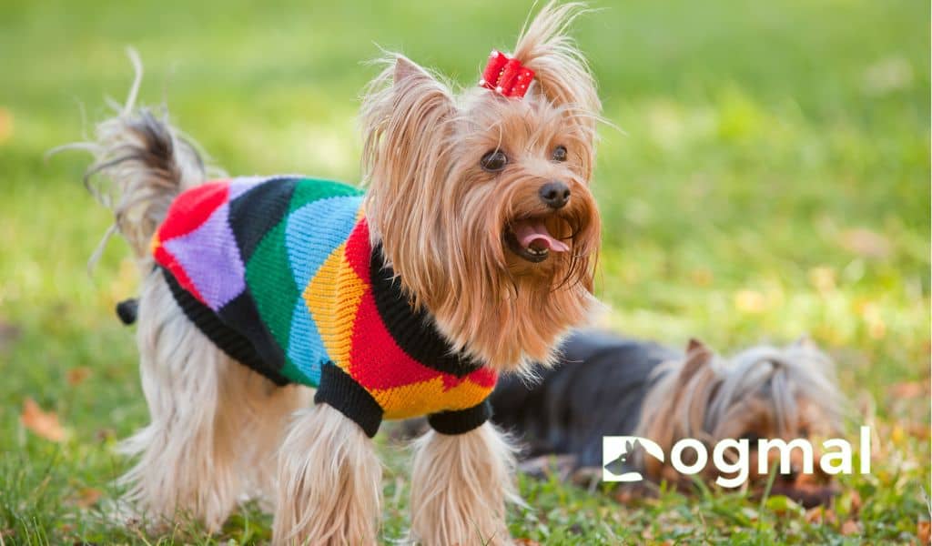 yorkshire terrier puppy