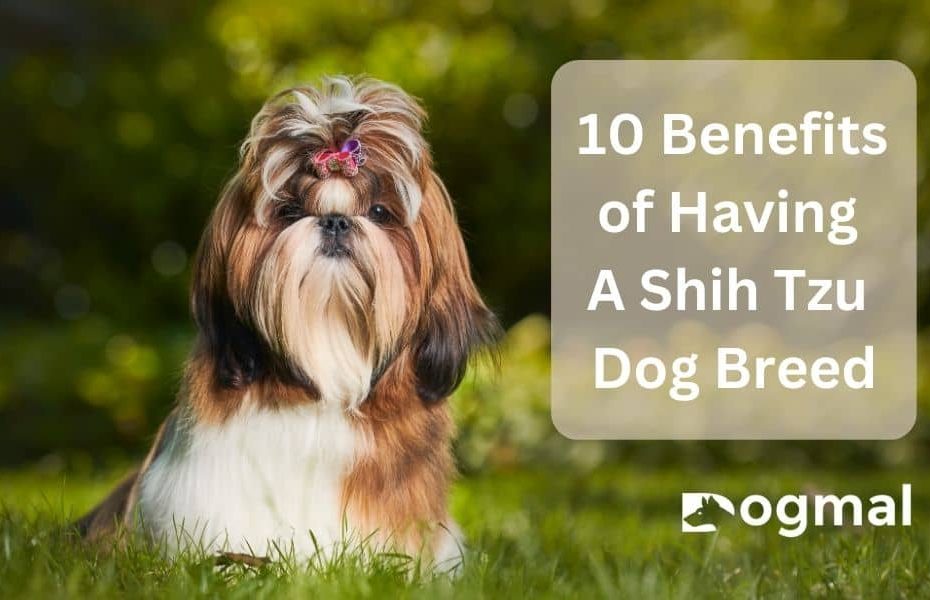 Benefits of A Shih Tzu