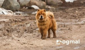 Chow Chow