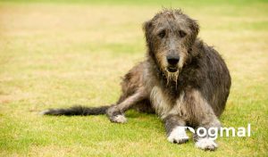 Irish Wolf hound