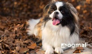 Pekingese