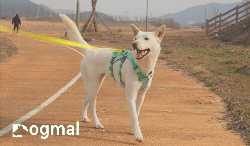 jindo puppy