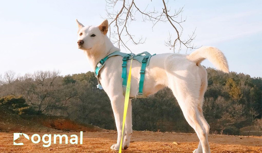 jindo white breed