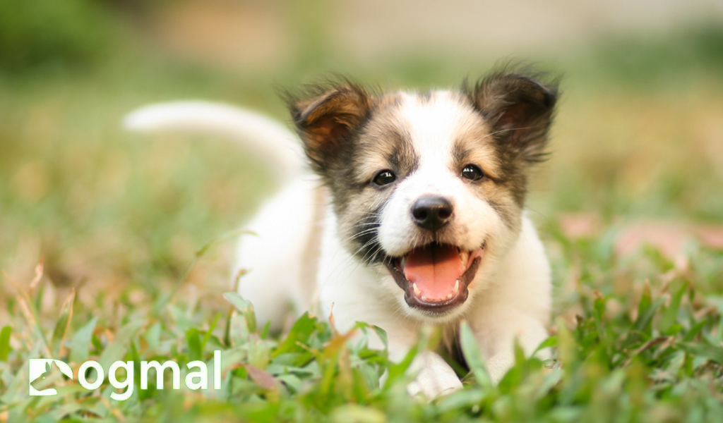 Norwegian Lundehund Dog Puppy