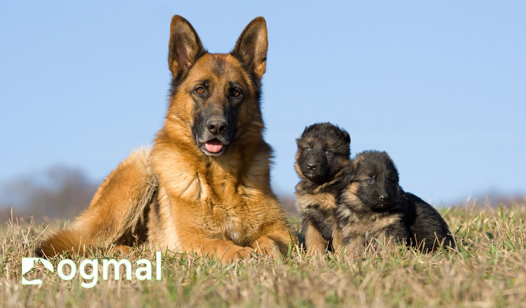 german shepherd With puppy