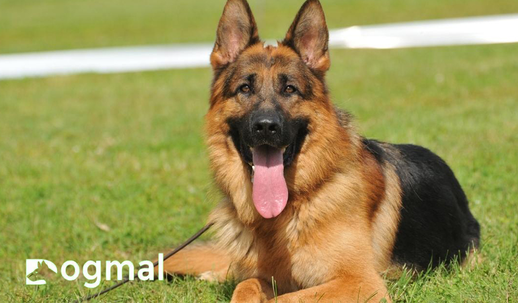 german shepherd breed