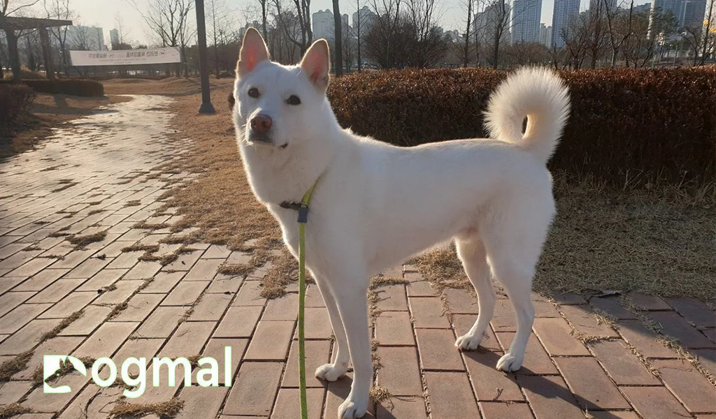 Jindo Dog The Complete Guide to Choosing the Right One for You