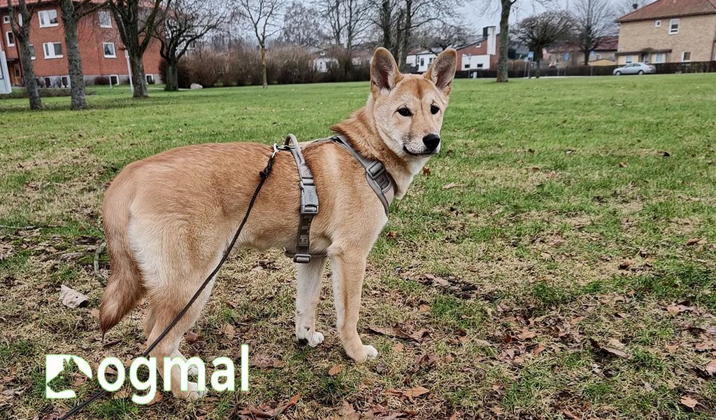 jindo dog fawn