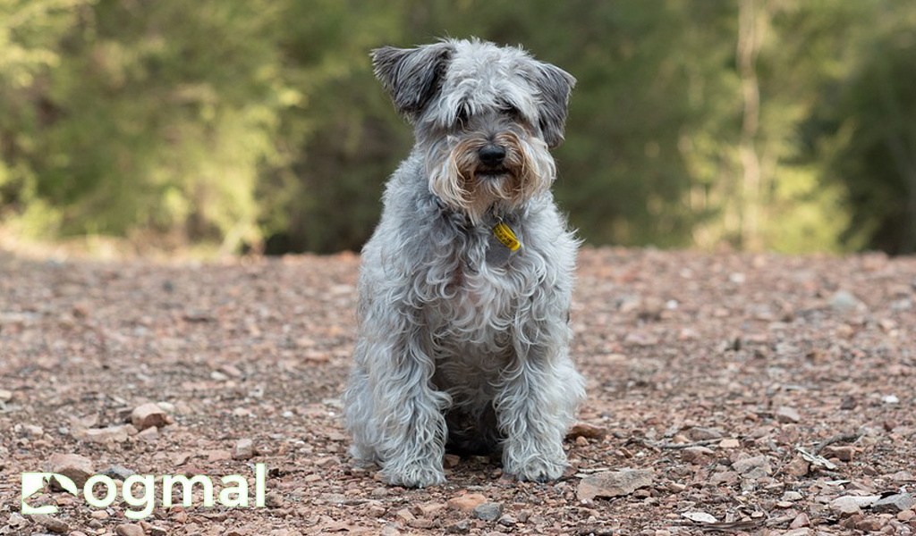schnoodle dog breed