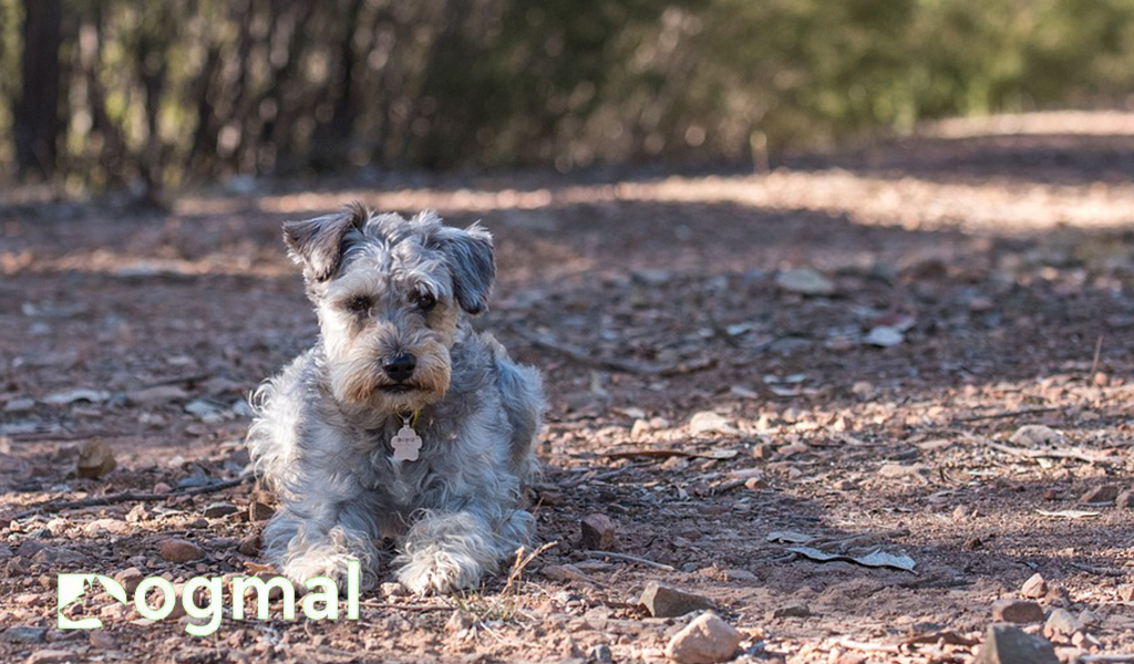 schnoodle dog mix