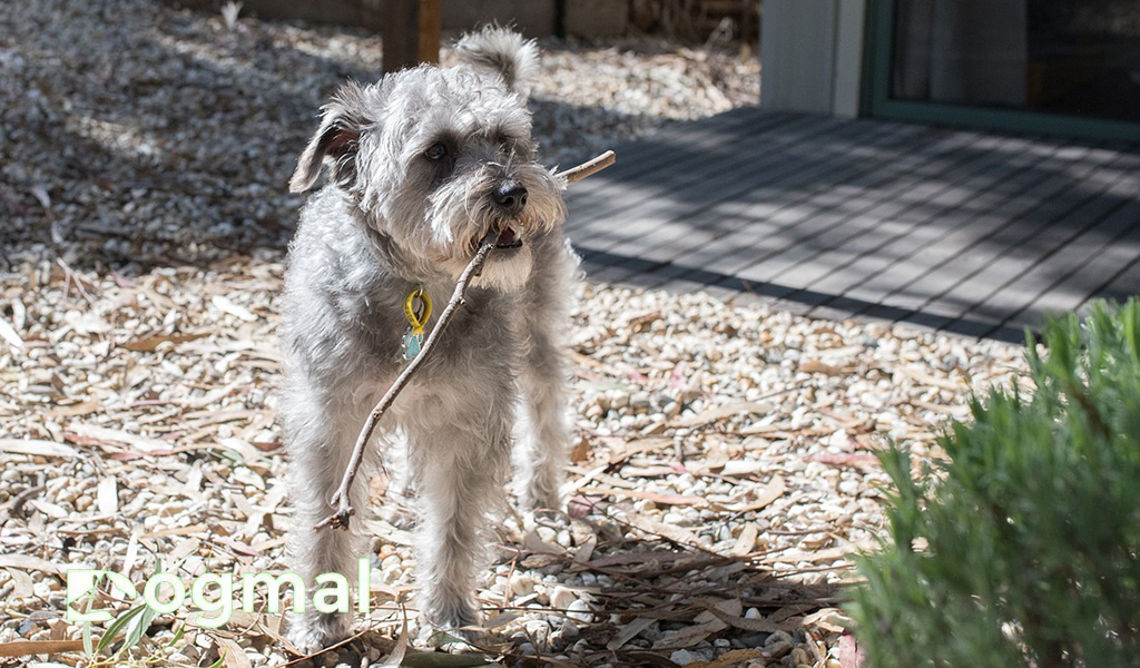 schnoodle dog