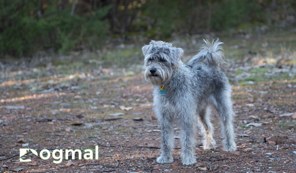 schnoodle