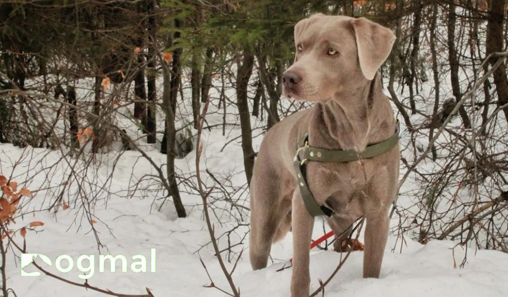 silver lab breed