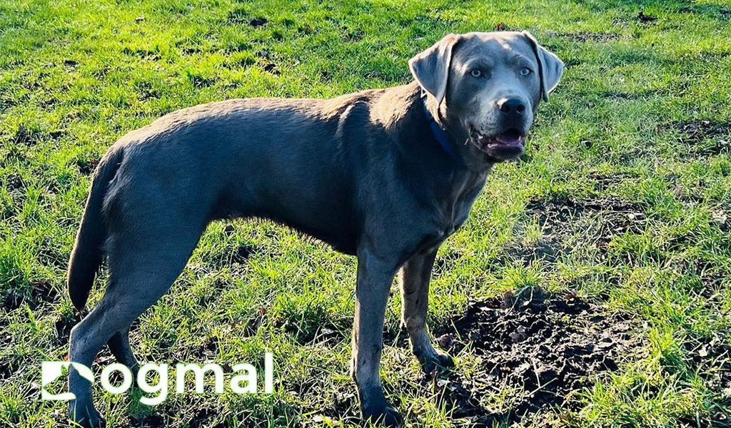 silver lab dog breed