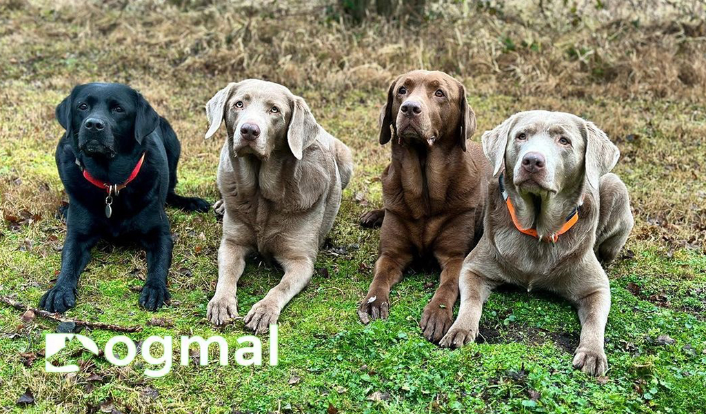 silver lab mix breed