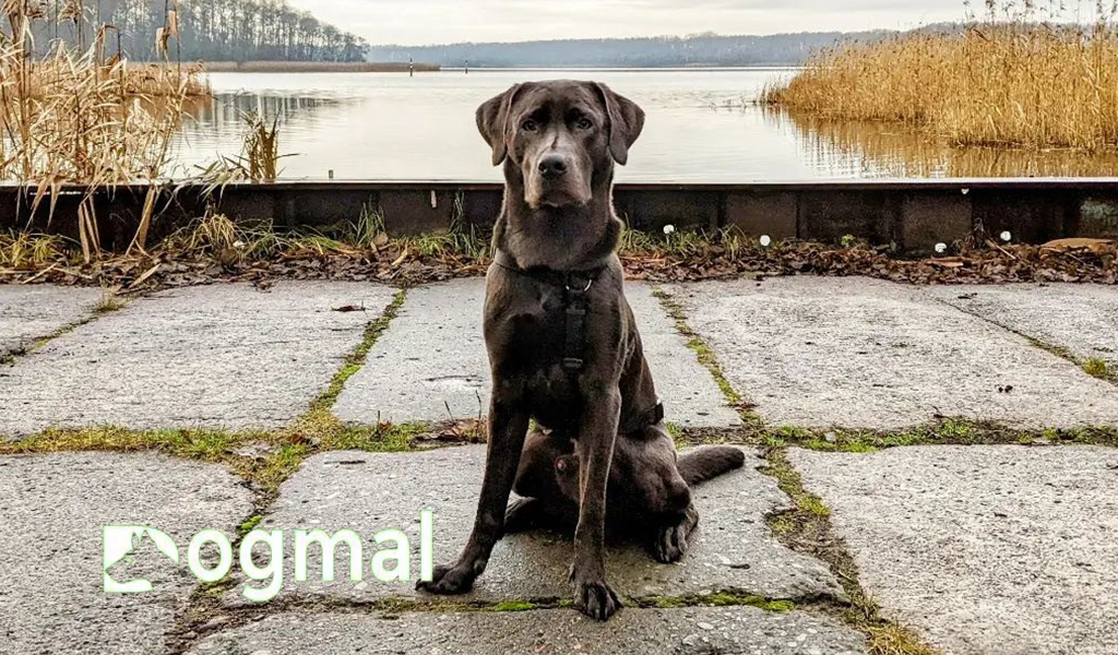 silver labrador dog