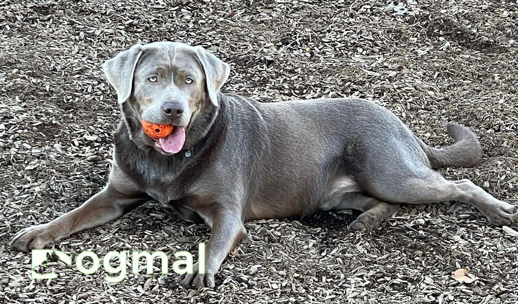 silver labs cross