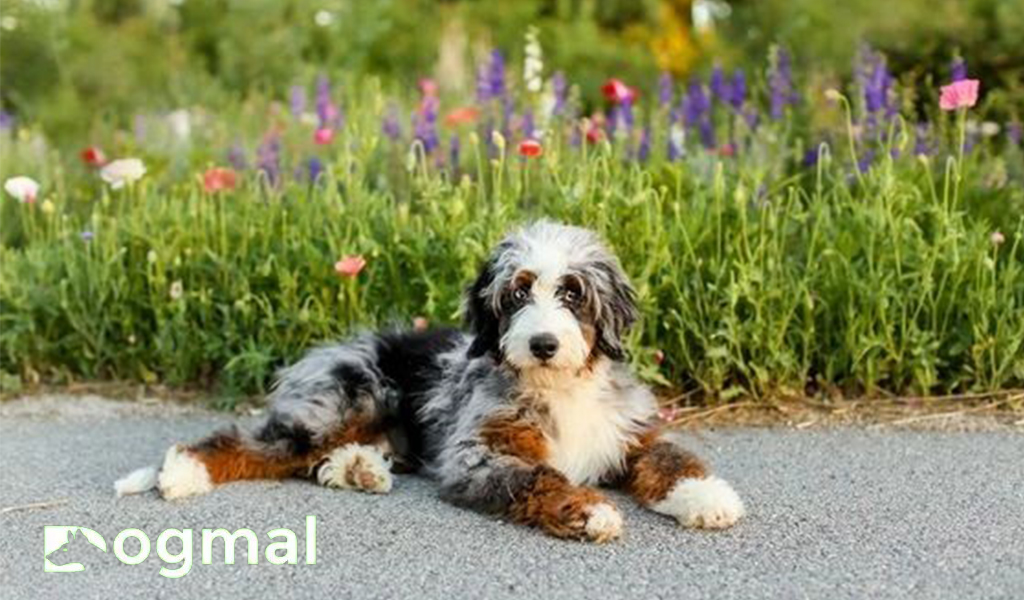 Aussiedoodle dog