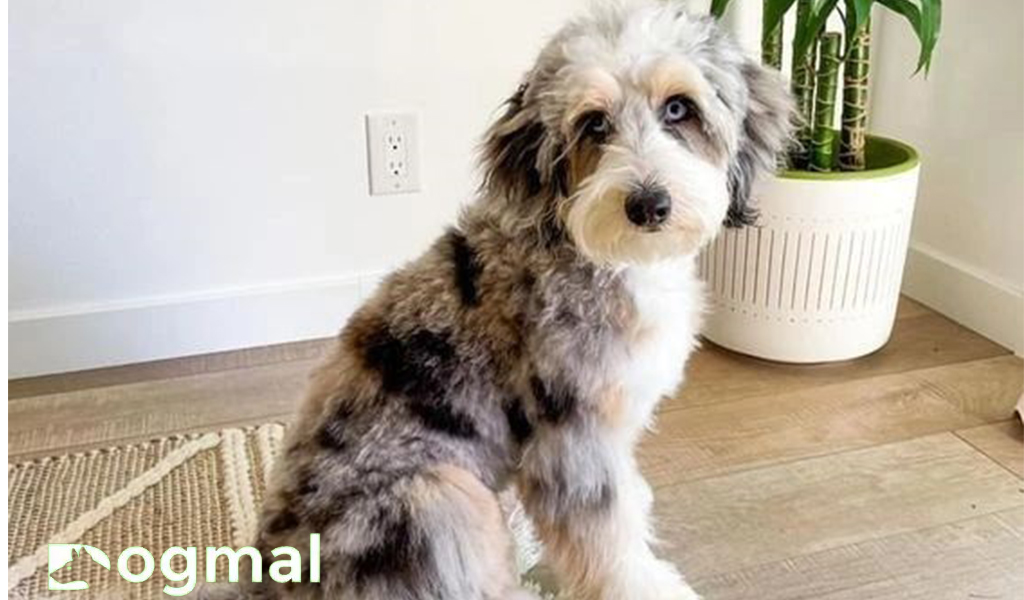 Aussiedoodle dog breed