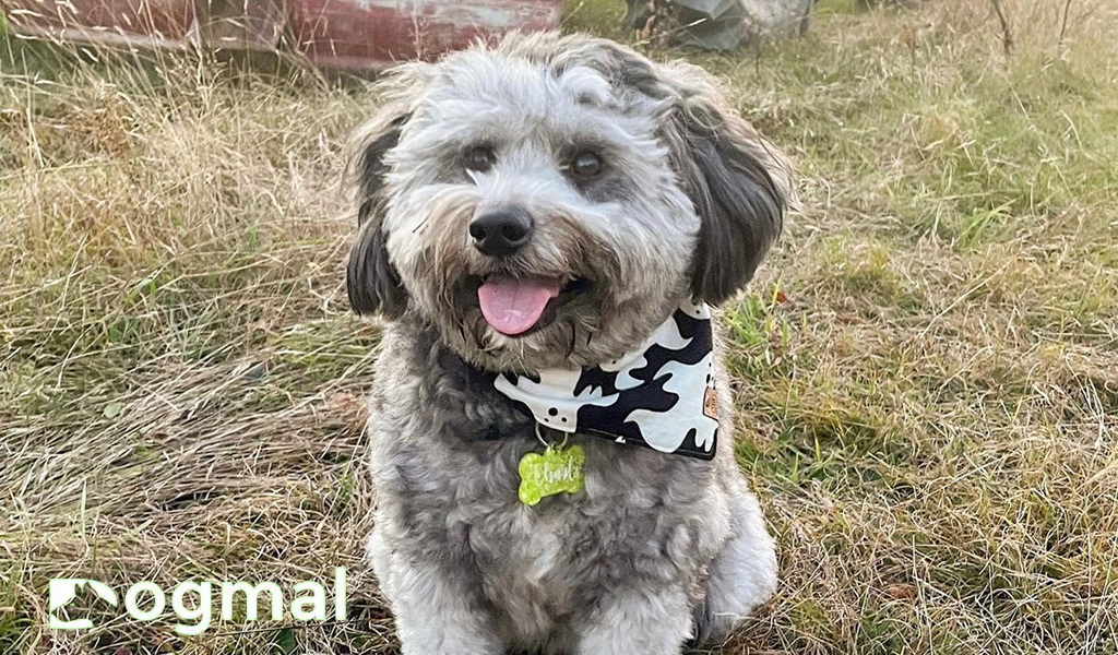 Aussiedoodle dog puppy