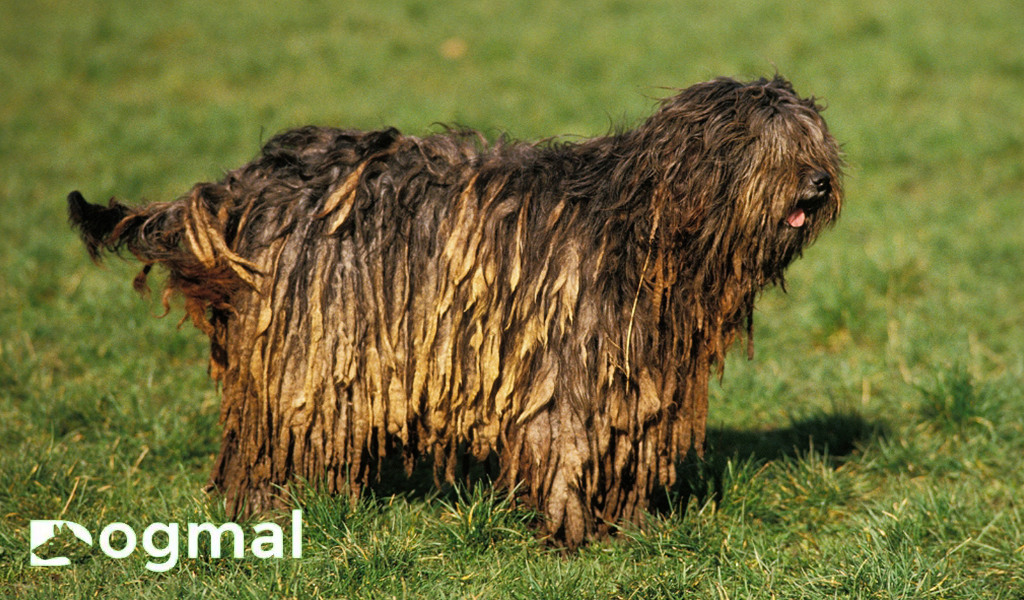 Bergamasco Shepherd dog breed