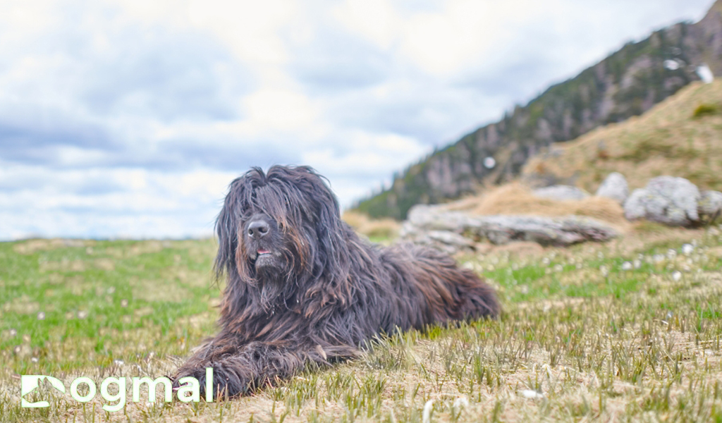 Bergamasco Shepherd dogs