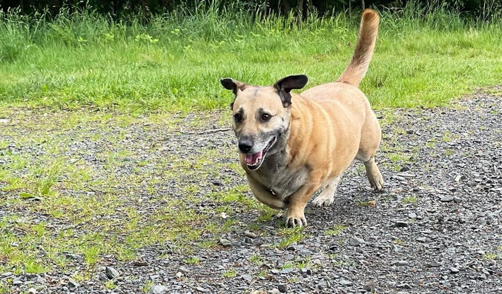 Dachshund Shepherd