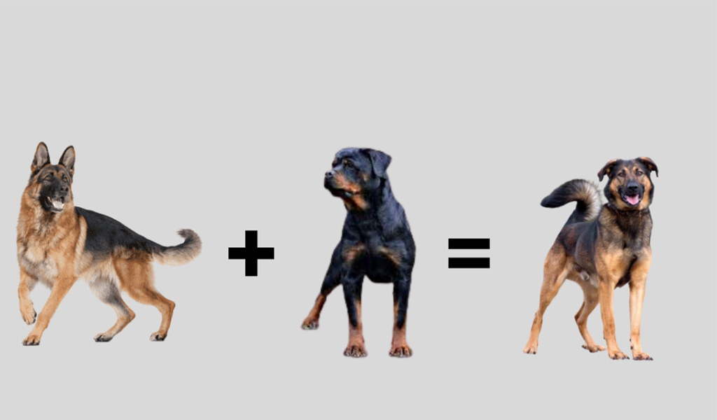 Shepweiler dog