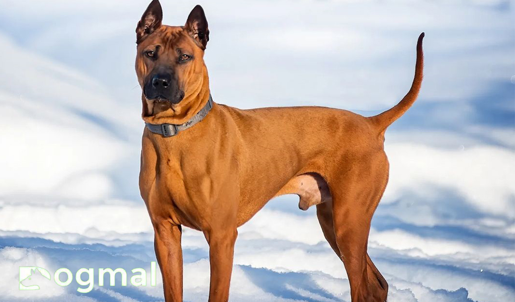 Thai Ridgeback 