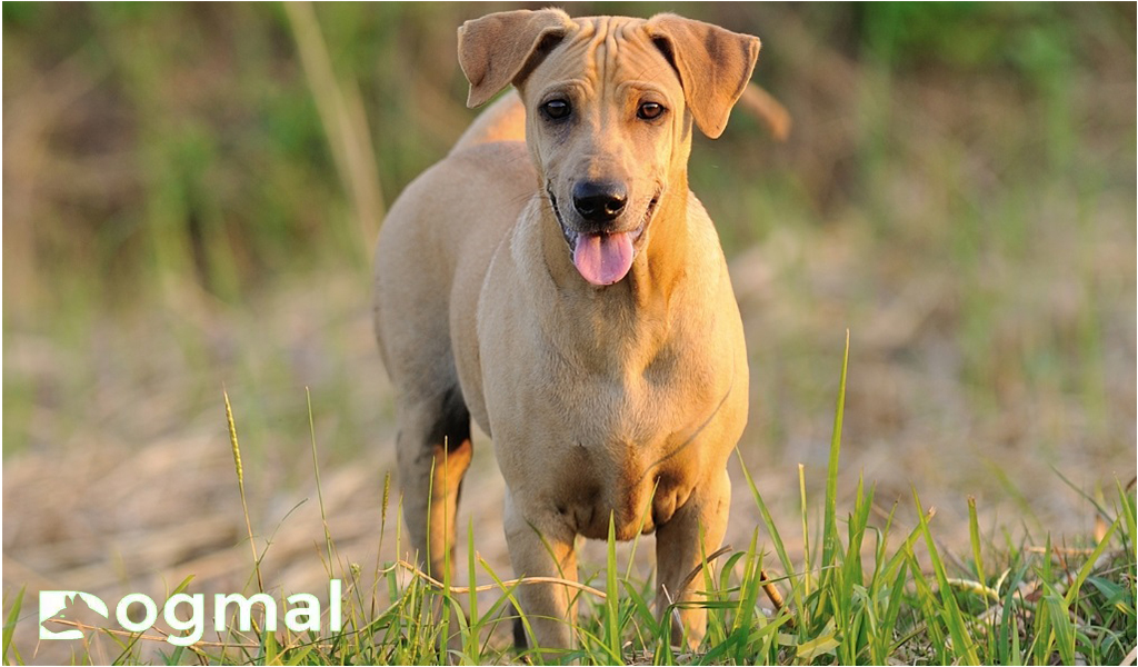 Thai Ridgeback breed