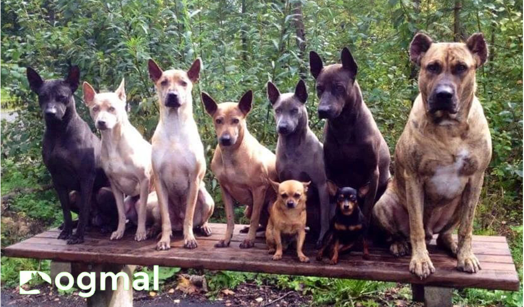 Thai Ridgeback dog breeds