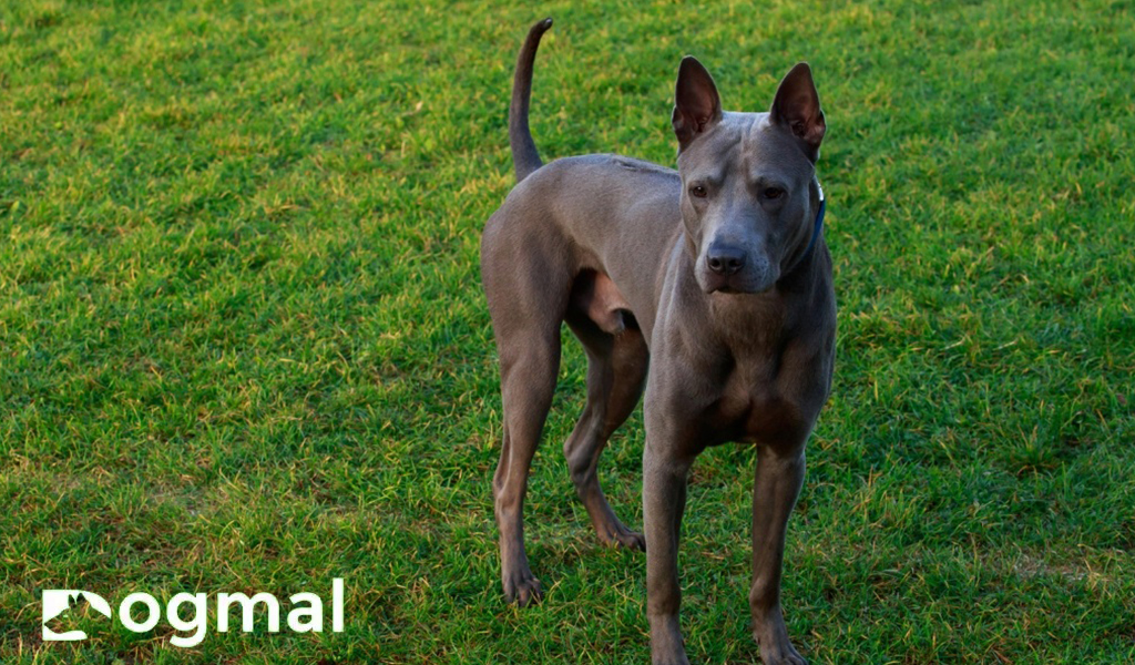 Thai Ridgeback breed black