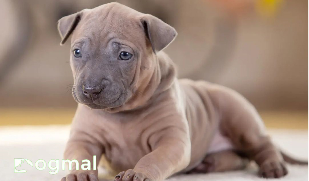 Thai Ridgeback dog puppies