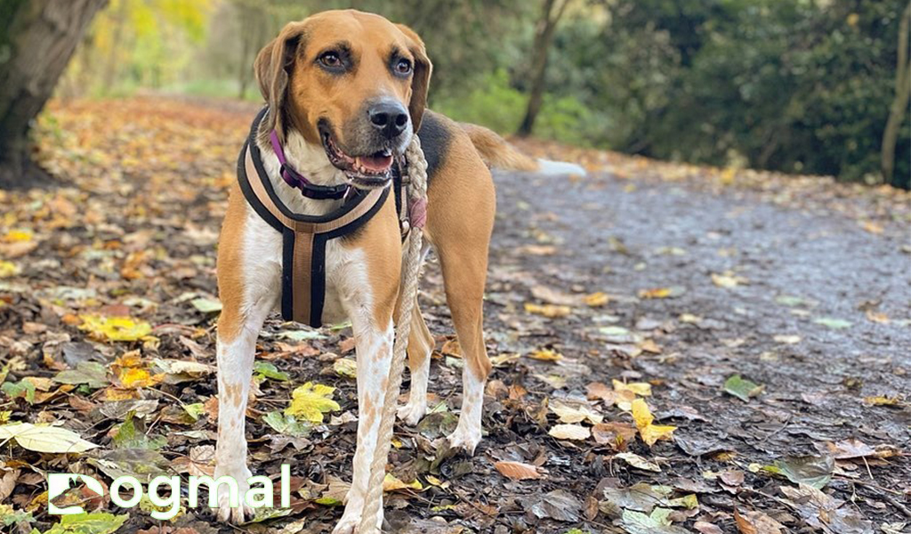 english foxhound muscled dog