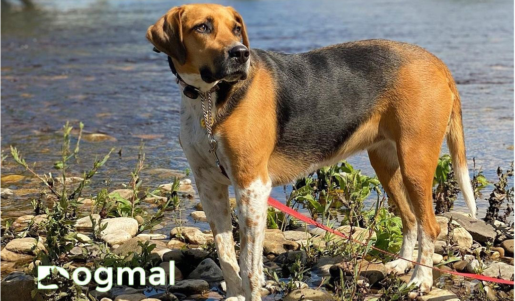 english foxhound dog