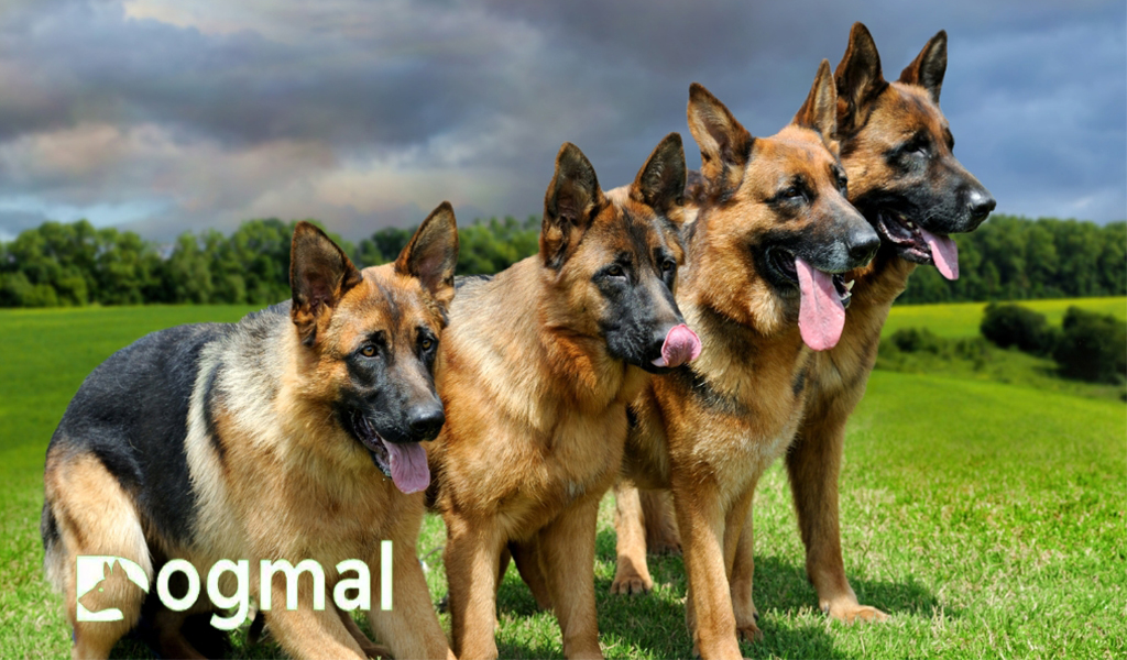 german shepherd mix breed
