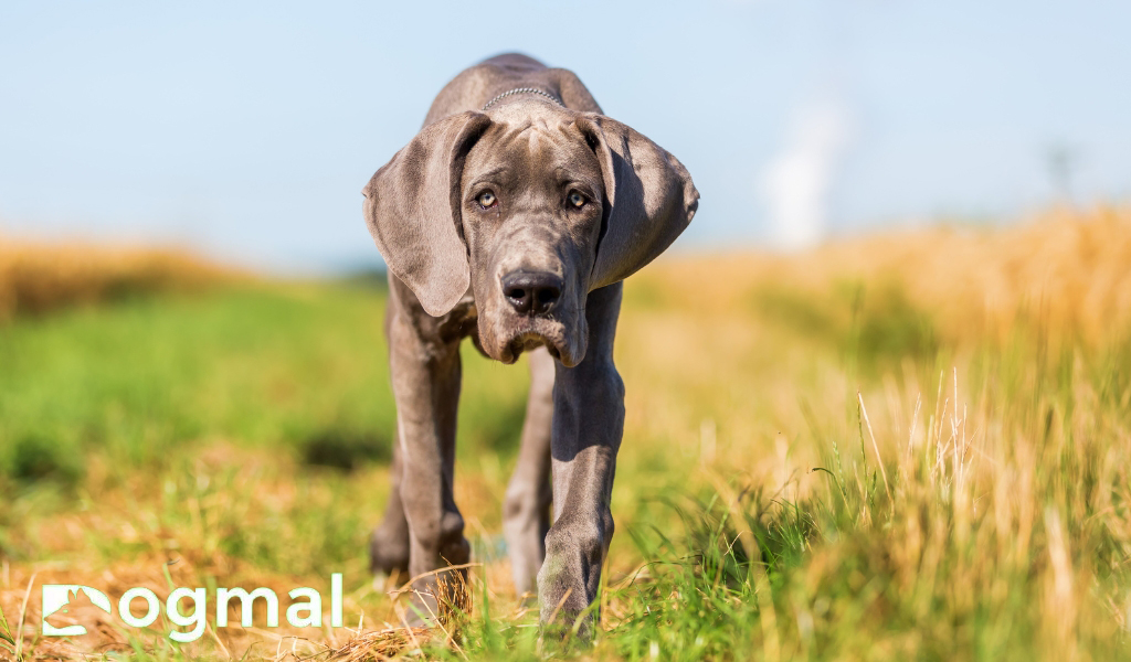 great dane puppies