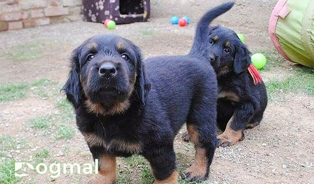 hovawart dog puppies